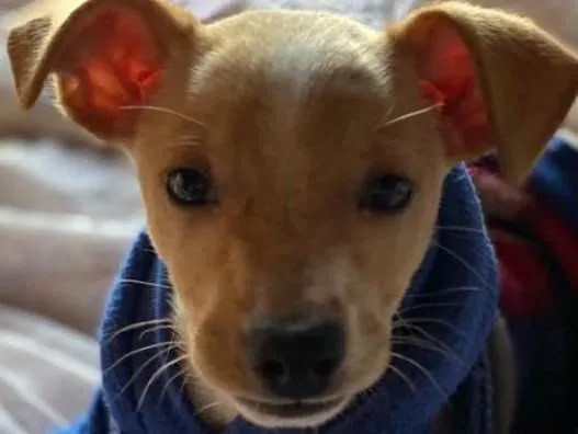 Cachorro ra a Linda idade 2 a 6 meses nome Léo 