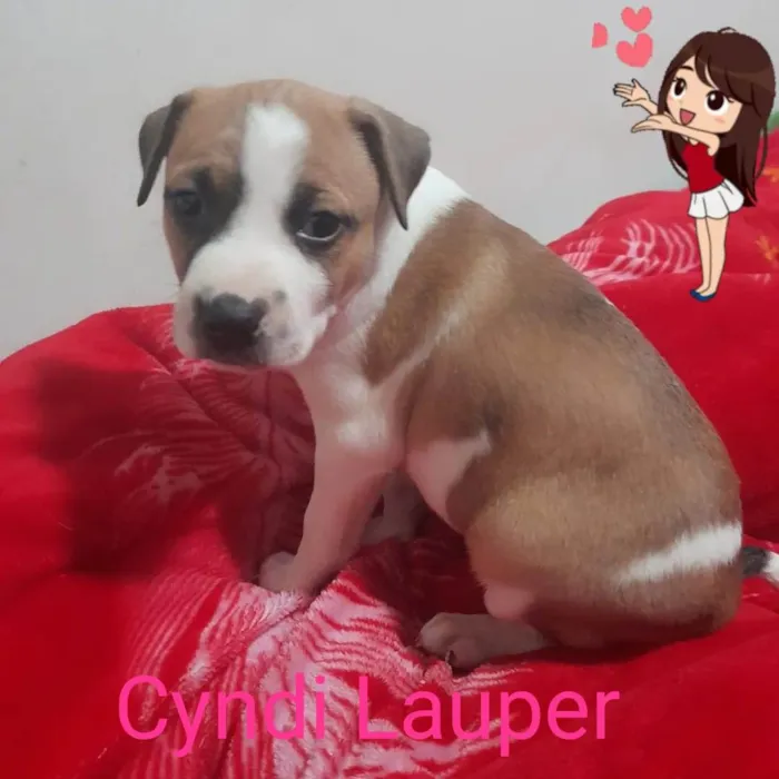 Cachorro ra a Linda idade 2 a 6 meses nome Cindy