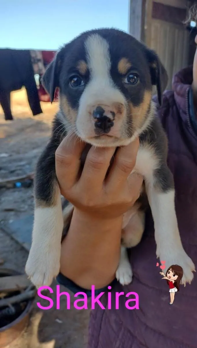 Cachorro ra a Linda idade 2 a 6 meses nome Shakira