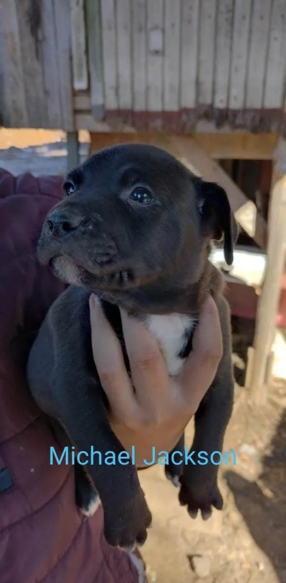 Cachorro ra a Linda idade 2 a 6 meses nome Michael