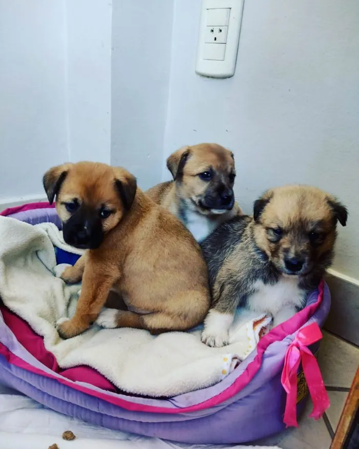 Cachorro ra a Lindas  idade 2 a 6 meses nome Diversas fêmeas