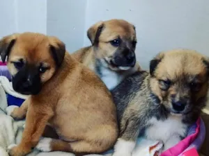 Cachorro raça Lindas  idade 2 a 6 meses nome Diversas fêmeas