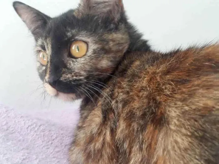 Gato raça SRD idade 2 a 6 meses nome SUZY