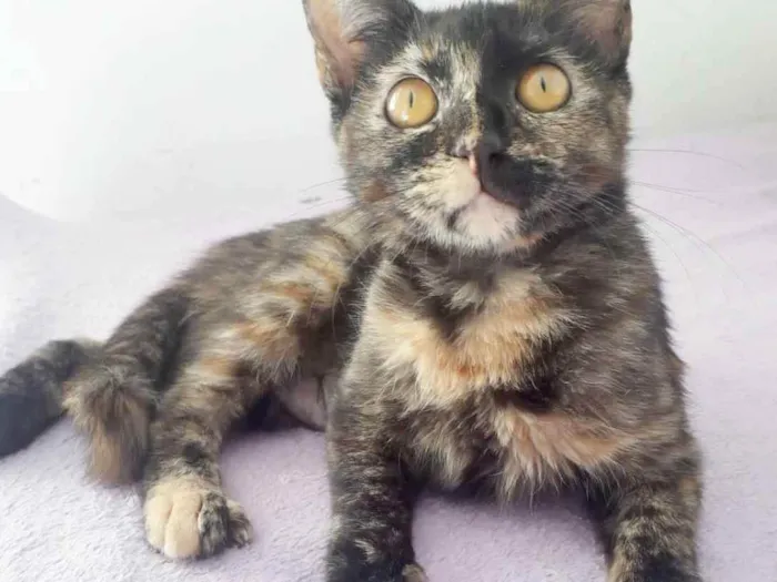 Gato raça SRD idade 2 a 6 meses nome SUZY