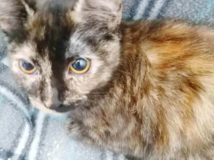 Gato raça SRD idade 2 a 6 meses nome SUZY