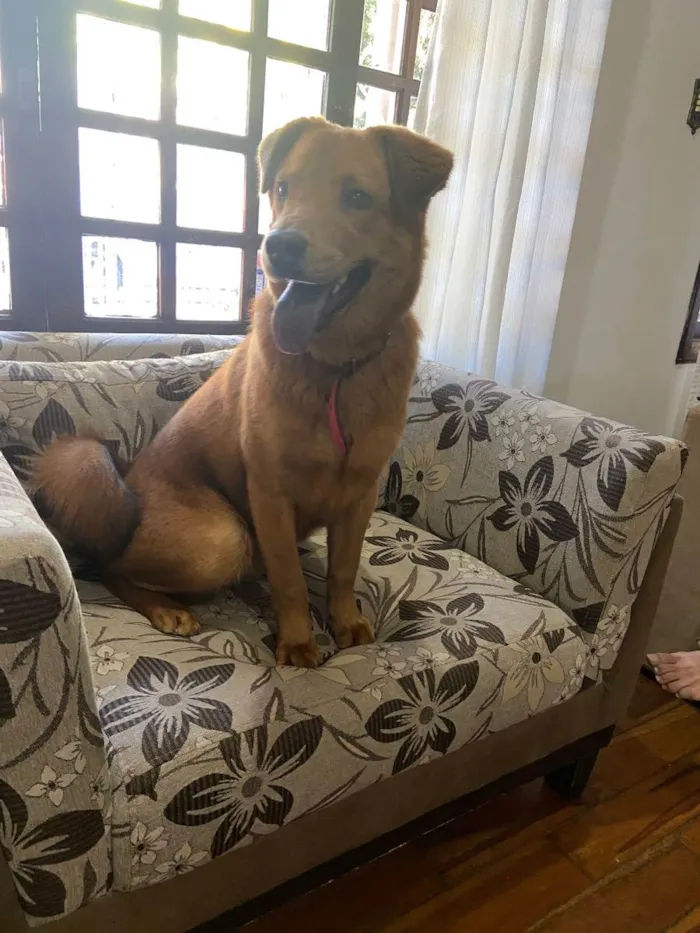 Cachorro ra a labrador com chow chow idade 1 ano nome Não sabemos o nome