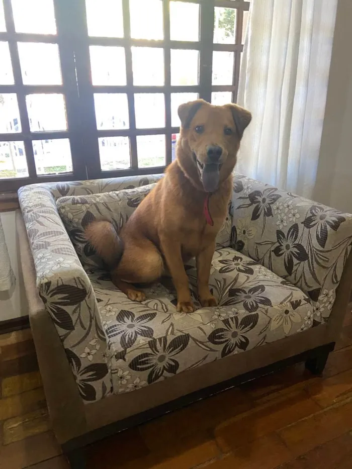 Cachorro ra a labrador com chow chow idade 1 ano nome Não sabemos o nome