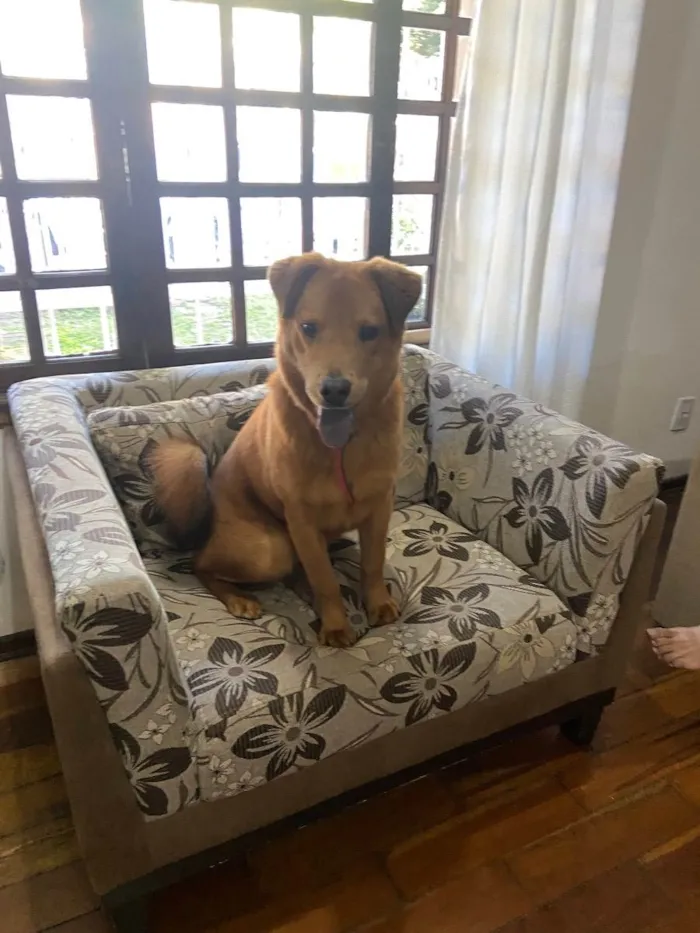Cachorro ra a labrador com chow chow idade 1 ano nome Não sabemos o nome