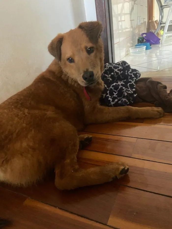 Cachorro ra a labrador com chow chow idade 1 ano nome Não sabemos o nome
