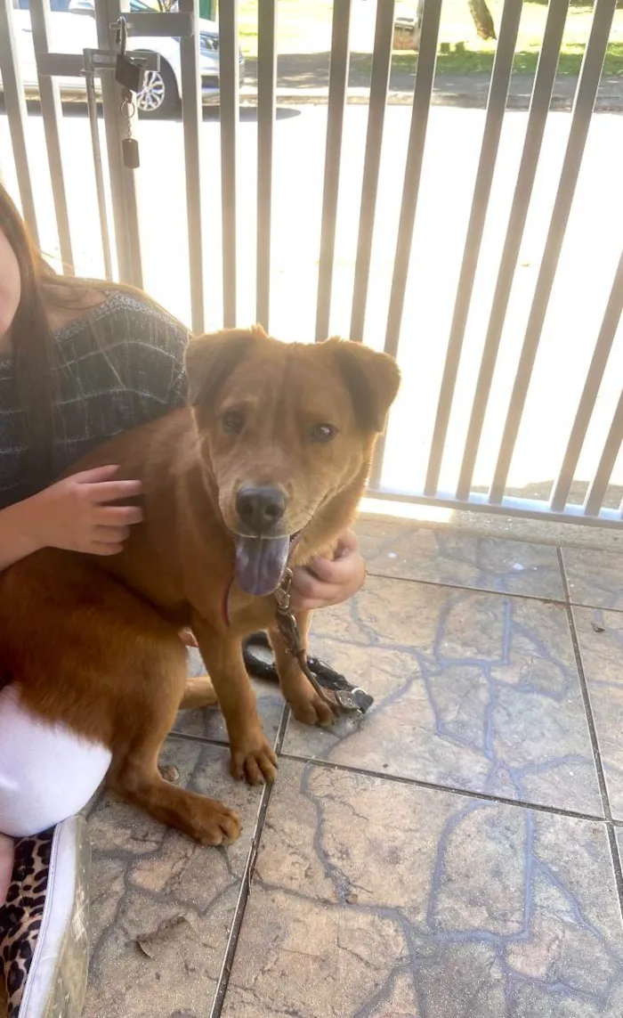 Cachorro ra a labrador com chow chow idade 1 ano nome Não sabemos o nome