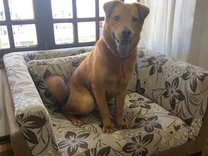 Cachorro ra a labrador com chow chow idade 1 ano nome Não sabemos o nome