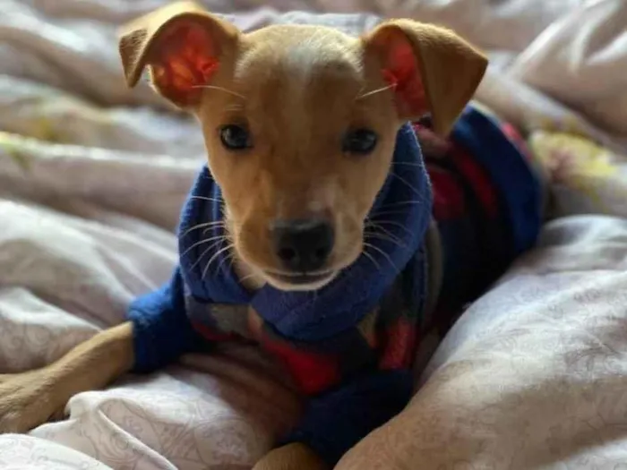 Cachorro ra a Linda idade 2 a 6 meses nome Léo 