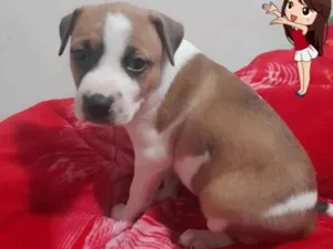 Cachorro raça Linda idade 2 a 6 meses nome Cindy