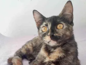 Gato raça SRD idade 2 a 6 meses nome SUZY