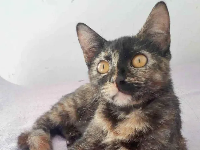 Gato raça SRD idade 2 a 6 meses nome SUZY