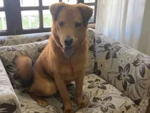 Cachorro raça labrador com chow chow idade 1 ano nome Não sabemos o nome