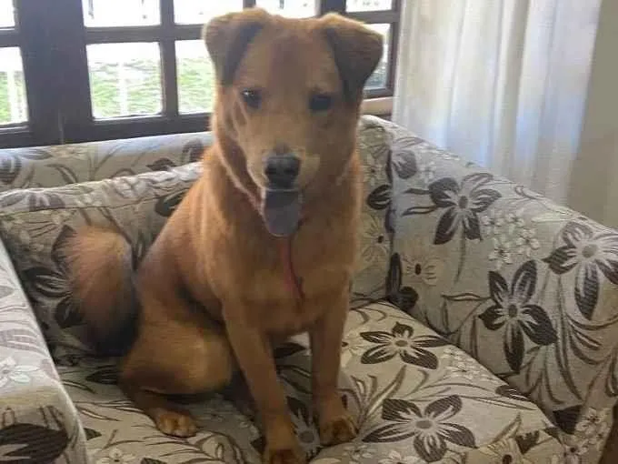 Cachorro ra a labrador com chow chow idade 1 ano nome Não sabemos o nome