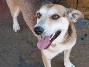 Cachorro raça SRD idade 3 anos nome Jorge