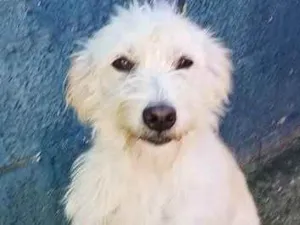 Cachorro raça SRD idade 1 ano nome Elvis