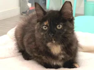 Gato raça SRD idade 2 a 6 meses nome Miuccia