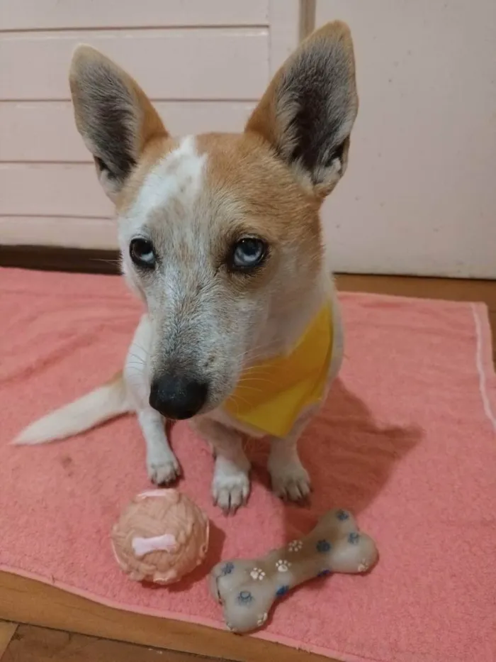 Cachorro ra a  idade 4 anos nome Mimosa