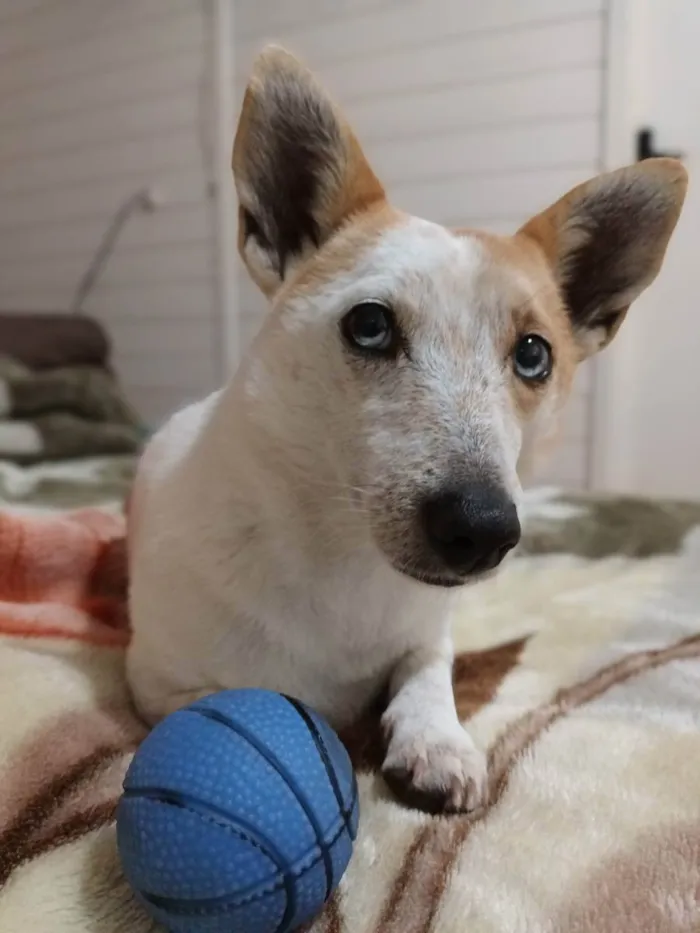 Cachorro ra a  idade 4 anos nome Mimosa
