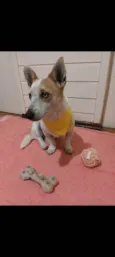 Mimosa