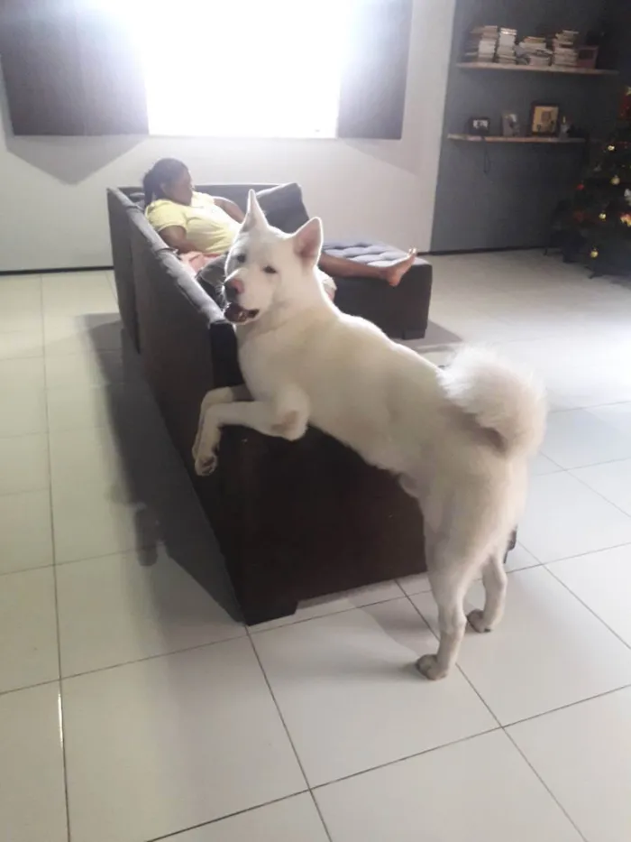 Cachorro raça Akita idade 2 a 6 meses nome Apolo