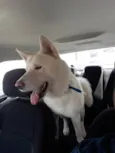Apolo