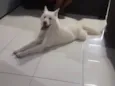 Apolo