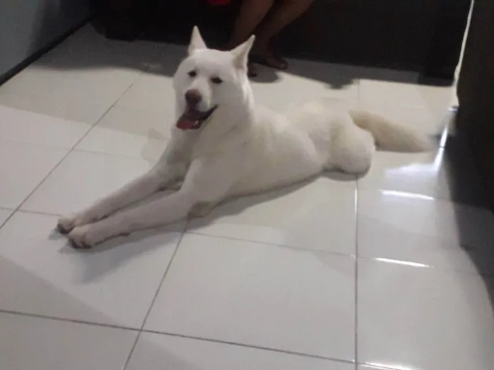 Cachorro raça Akita idade 2 a 6 meses nome Apolo