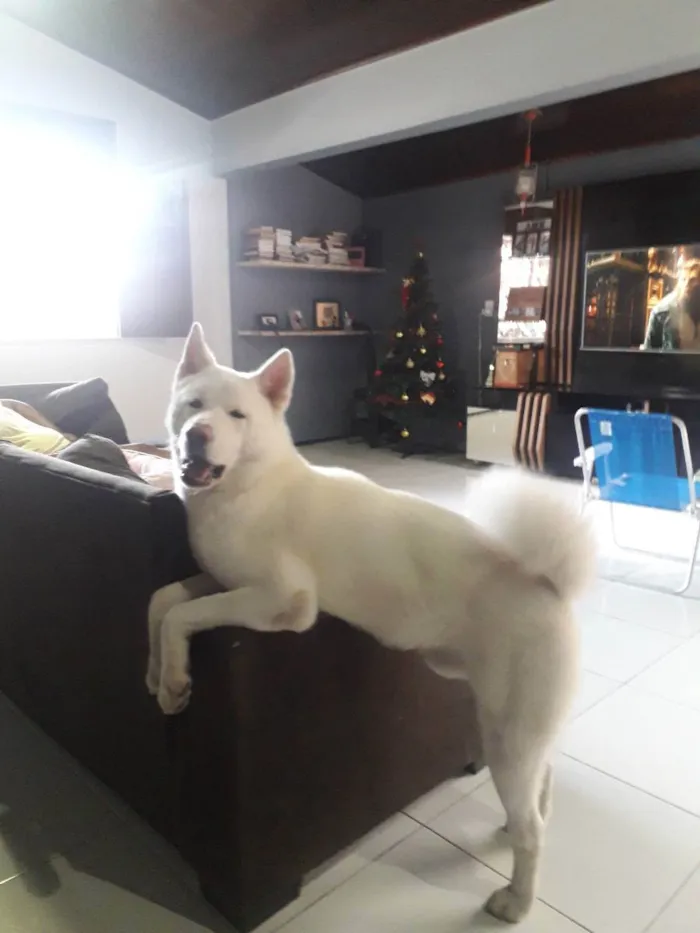 Cachorro raça Akita idade 2 a 6 meses nome Apolo