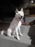 Apolo