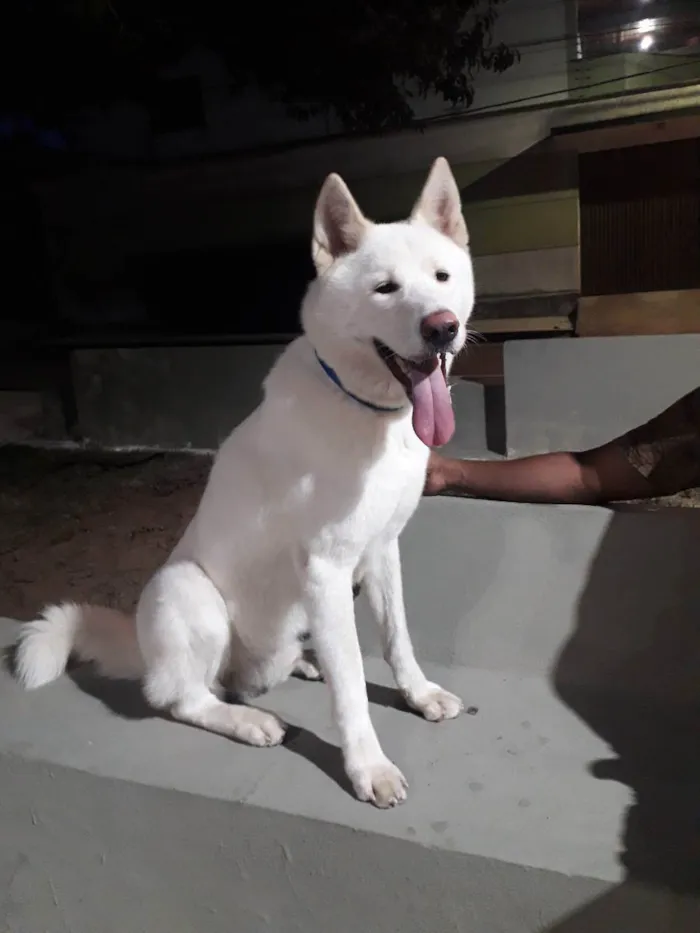 Cachorro raça Akita idade 2 a 6 meses nome Apolo