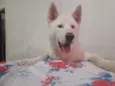 Apolo
