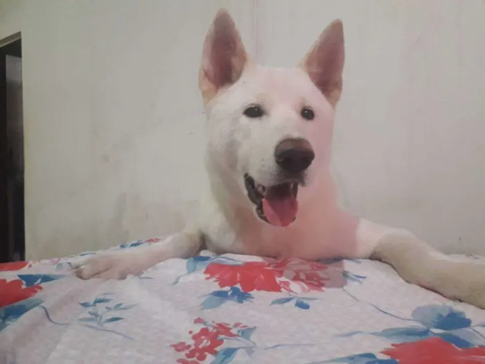 Cachorro raça Akita idade 2 a 6 meses nome Apolo