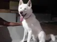Apolo