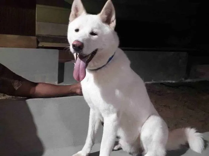 Cachorro raça Akita idade 2 a 6 meses nome Apolo
