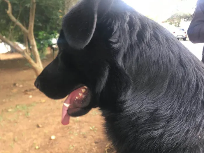 Cachorro ra a SRD idade 2 anos nome Billy