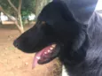 Cachorro raça SRD idade 2 anos nome Billy