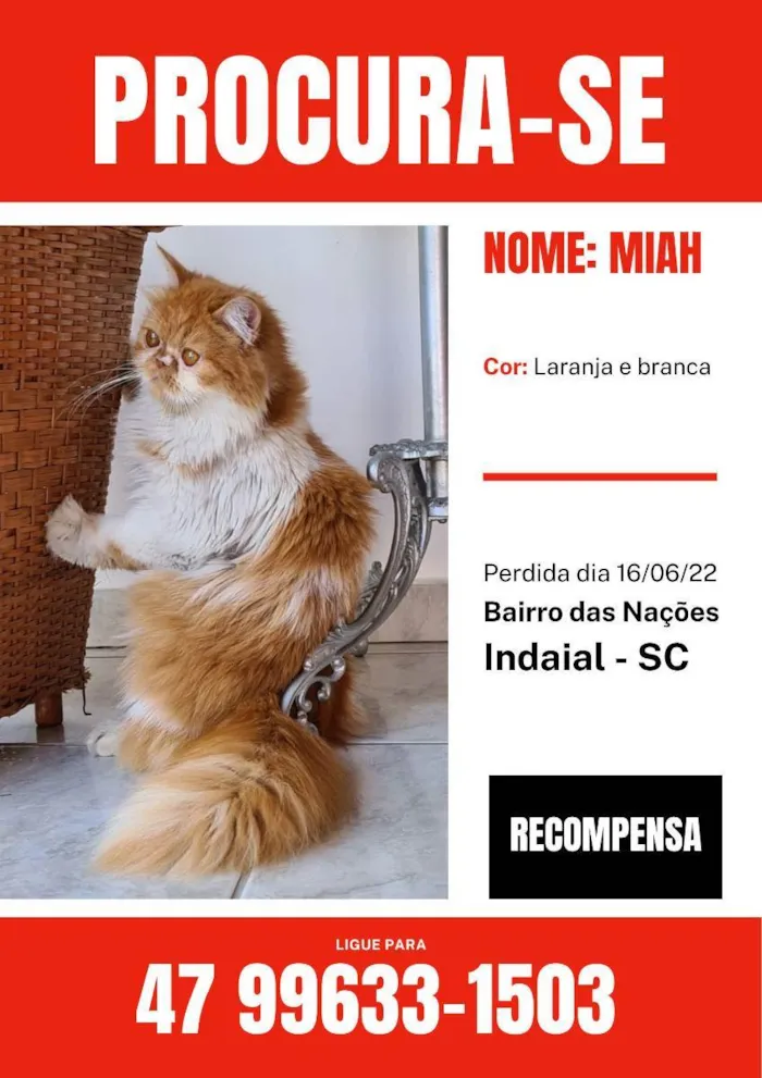 Gato ra a persa idade 2 anos nome Miah