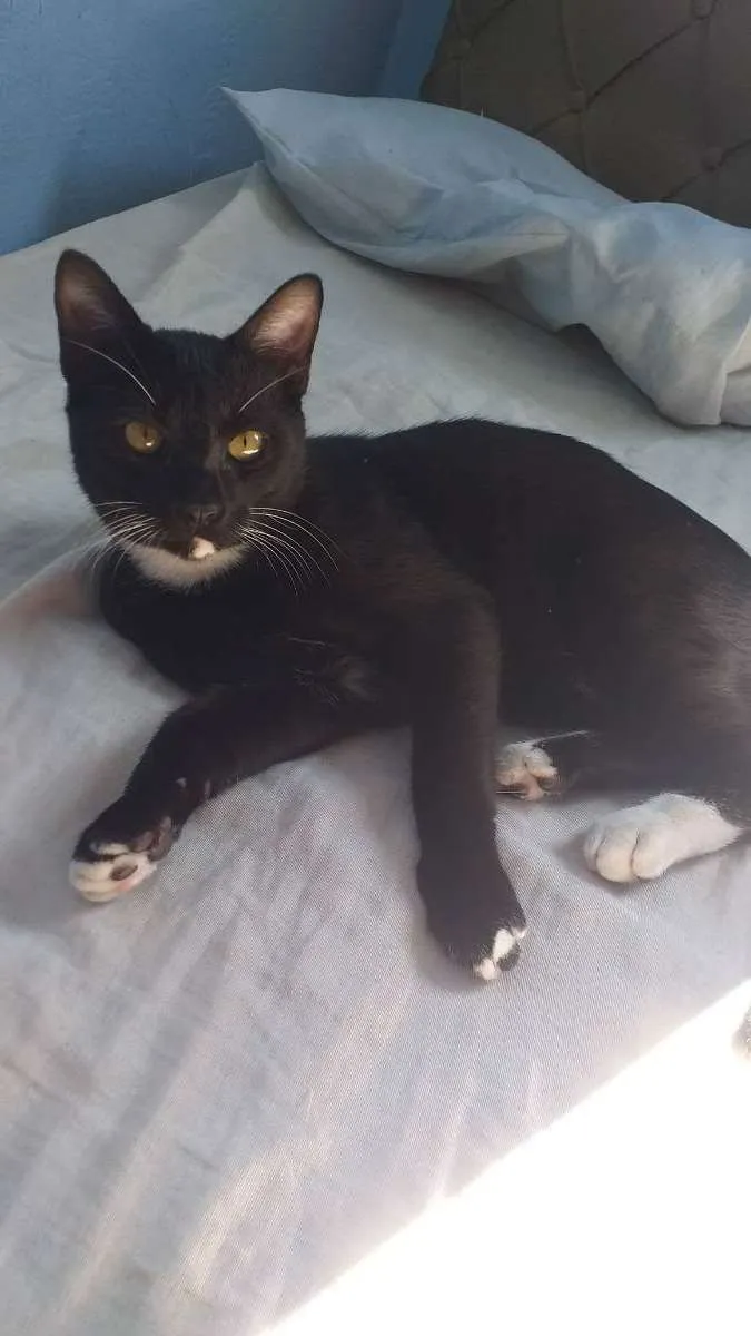 Gato ra a Sem raça  idade 2 a 6 meses nome Bobi