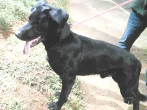 Cachorro raça SRD idade 2 anos nome Billy