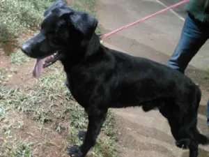 Cachorro raça SRD idade 2 anos nome Billy