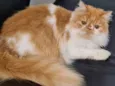 Miah