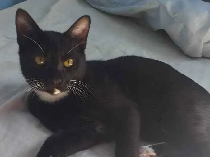 Gato ra a Sem raça  idade 2 a 6 meses nome Bobi