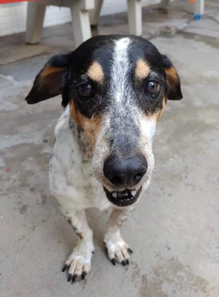 Cachorro ra a SRD idade 6 ou mais anos nome Snoopy