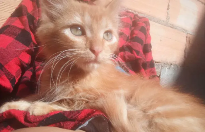 Gato raça SRD idade 2 a 6 meses nome Flor