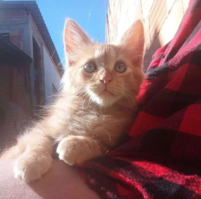 Gato raça SRD idade 2 a 6 meses nome Flor