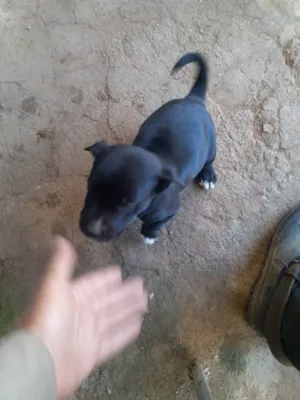 Cachorro raça Vira lata idade 2 a 6 meses nome Aramis